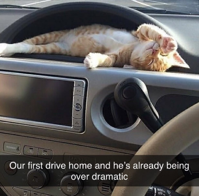 ALP Our first drive home and he's already being AVC over dramatic MIST OFF