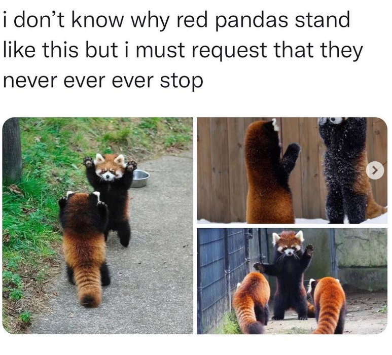 i don't know why red pandas stand like this but i must request that they never ever ever stop >