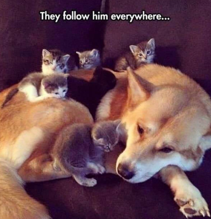 They follow him everywhere...