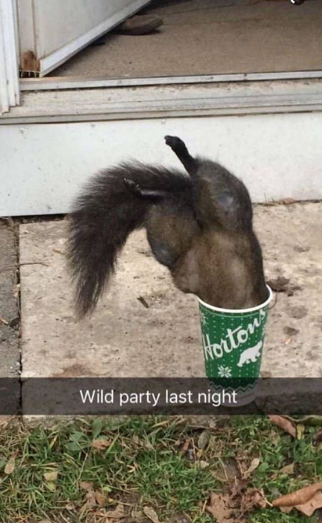 Hortons Wild party last night