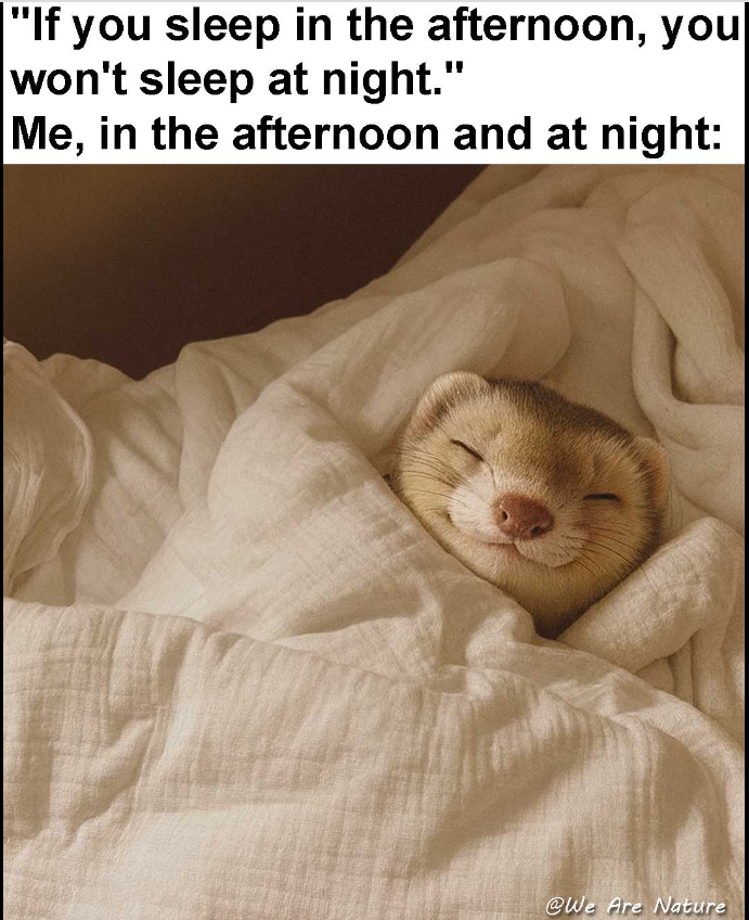 "If you sleep in the afternoon, you won't sleep at night." Me, in the afternoon and at night: @We Are Nature