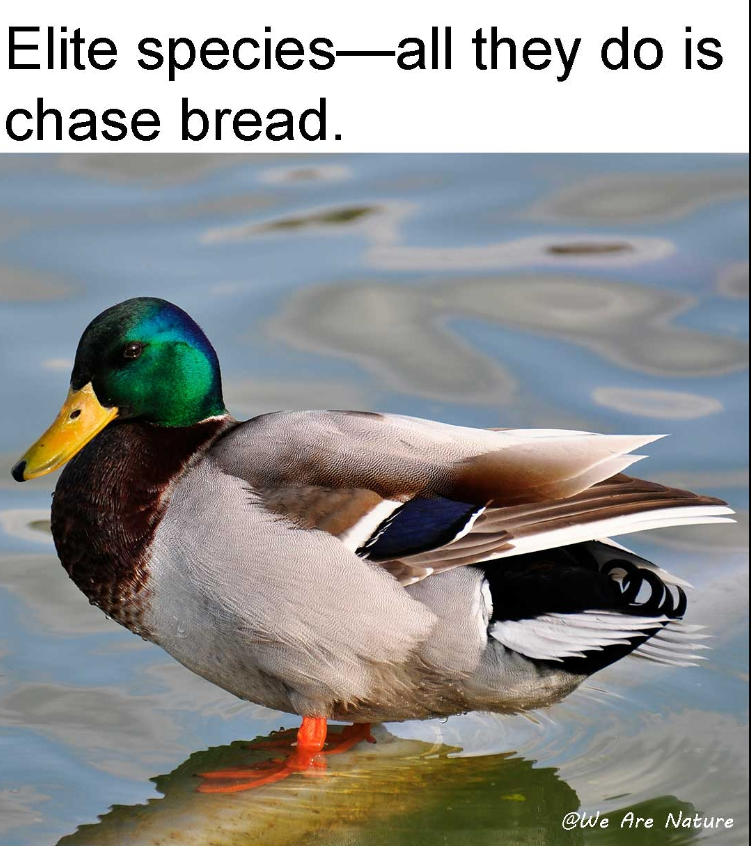 Elite species-all they do is chase bread. @We Are Nature