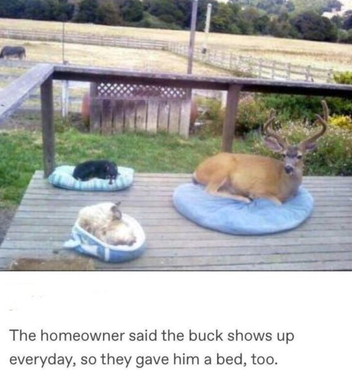 The homeowner said the buck shows up everyday, so they gave him a bed, too.