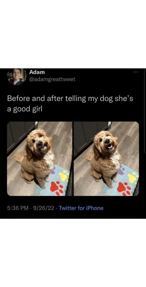 Adam @adamgreattweet Before and after telling my dog she's a good girl 5:36 PM 9/26/22 Twitter for iPhone