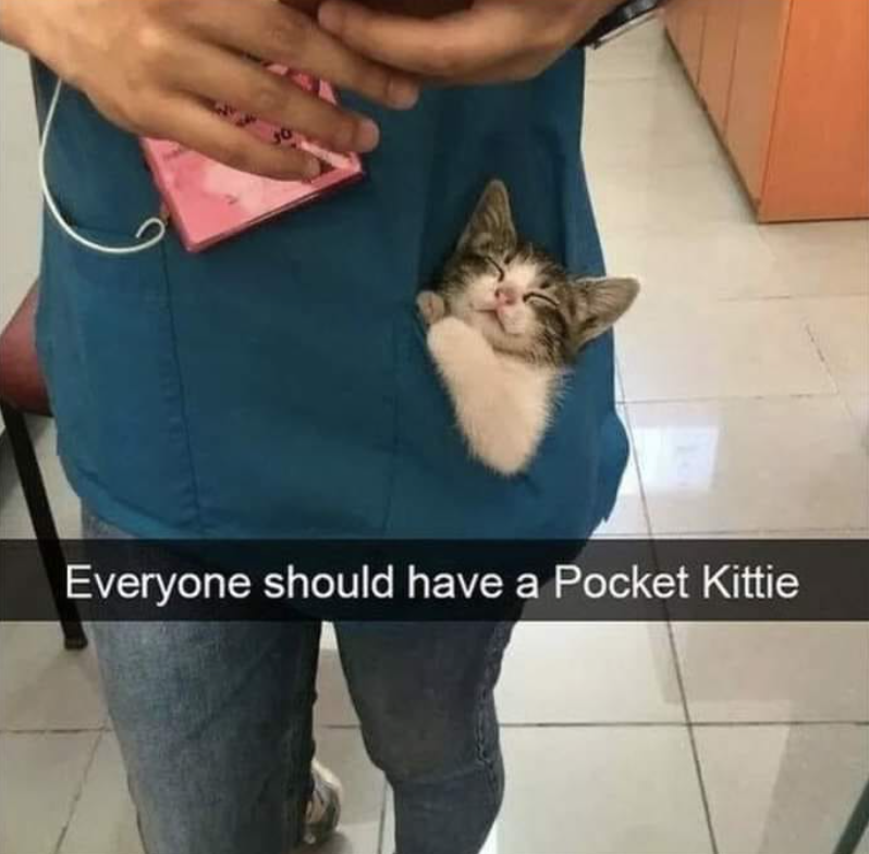 Everyone should have a Pocket Kittie
