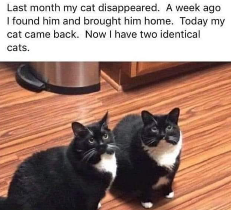 Last month my cat disappeared. A week ago I found him and brought him home. Today my cat came back. Now I have two identical cats.