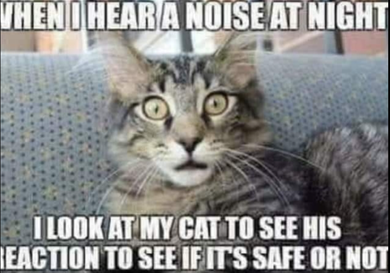 WHEN HEAR A NOISE AT NIGHT I LOOK AT MY CAT TO SEE HIS REACTION TO SEE IF IT'S SAFE OR NOT