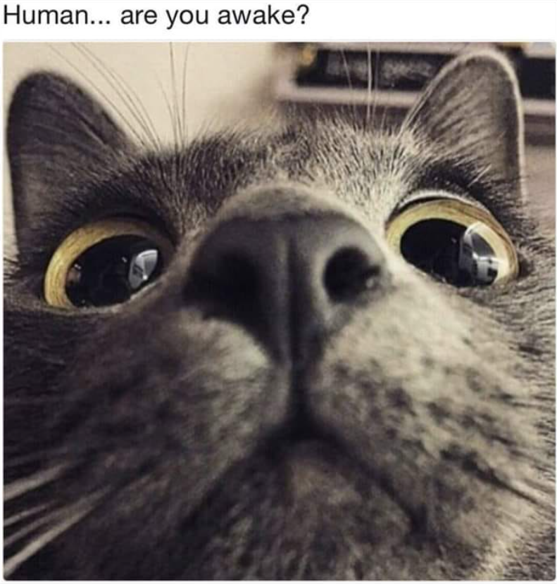 Human... are you awake?