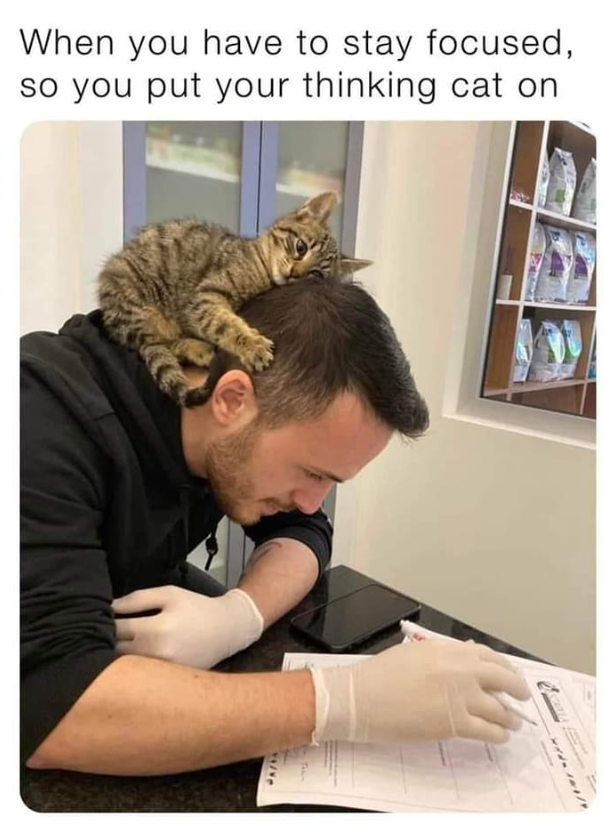 When you have to stay focused, so you put your thinking cat on