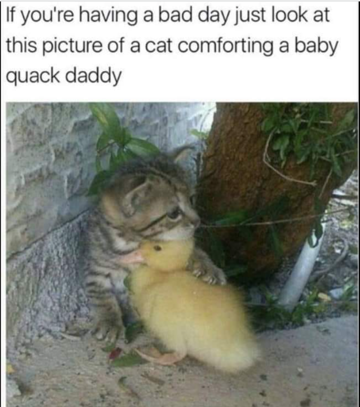 If you're having a bad day just look at this picture of a cat comforting a baby quack daddy