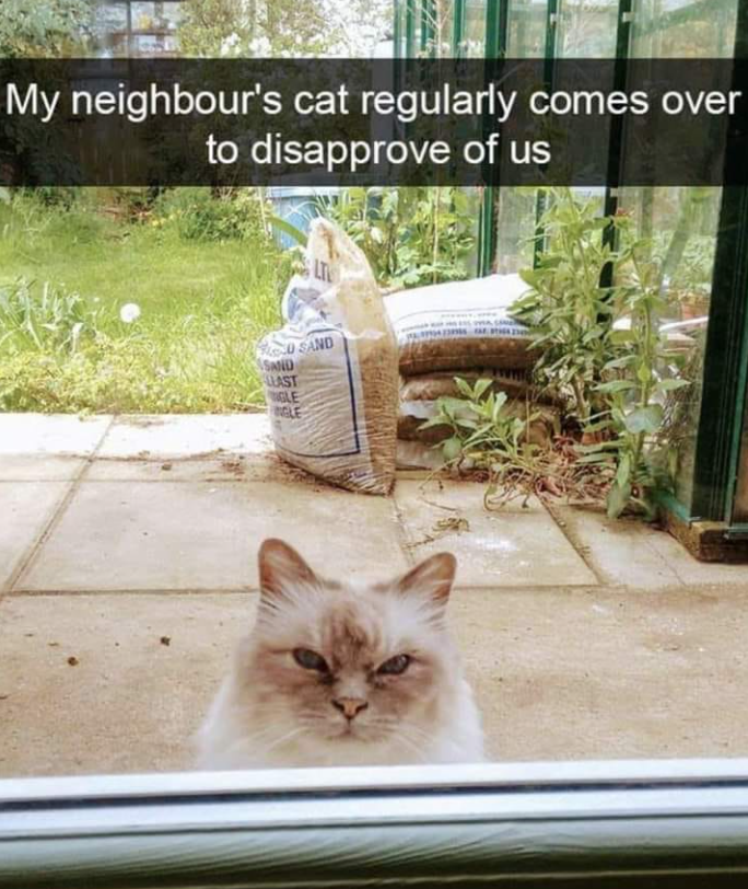 My neighbour's cat regularly comes over to disapprove of us O SAND SAND LLAST GLE NGLE