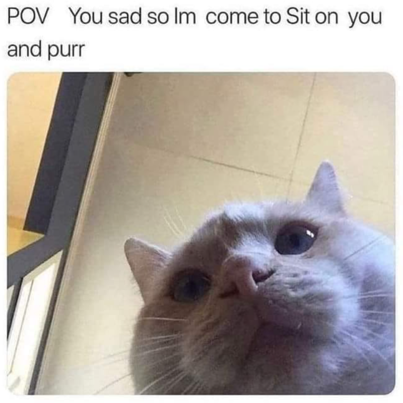 POV You sad so Im come to Sit on you and purr