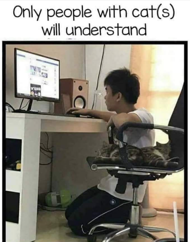 Only people with cat(s) will understand V