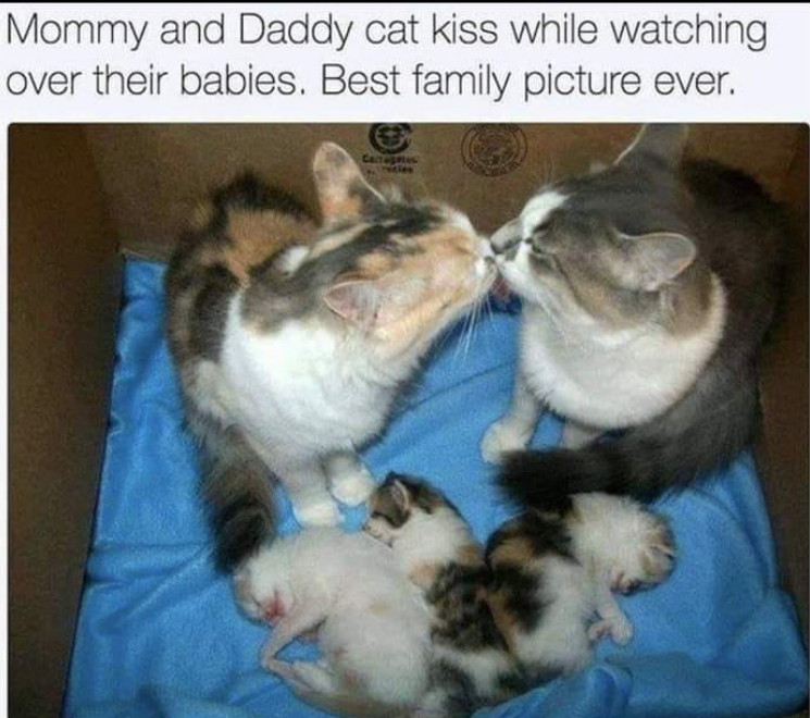 Mommy and Daddy cat kiss while watching over their babies. Best family picture ever.