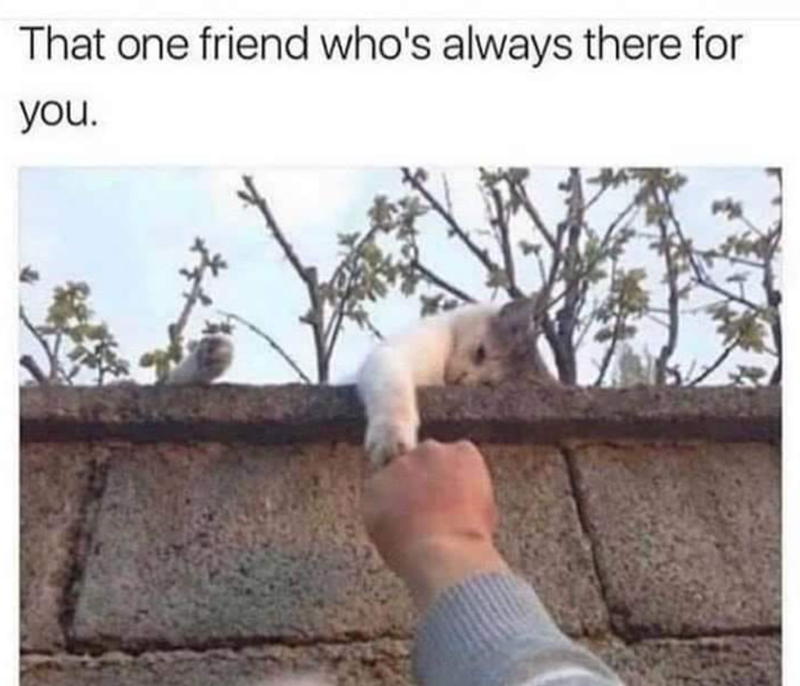 That one friend who's always there for you.