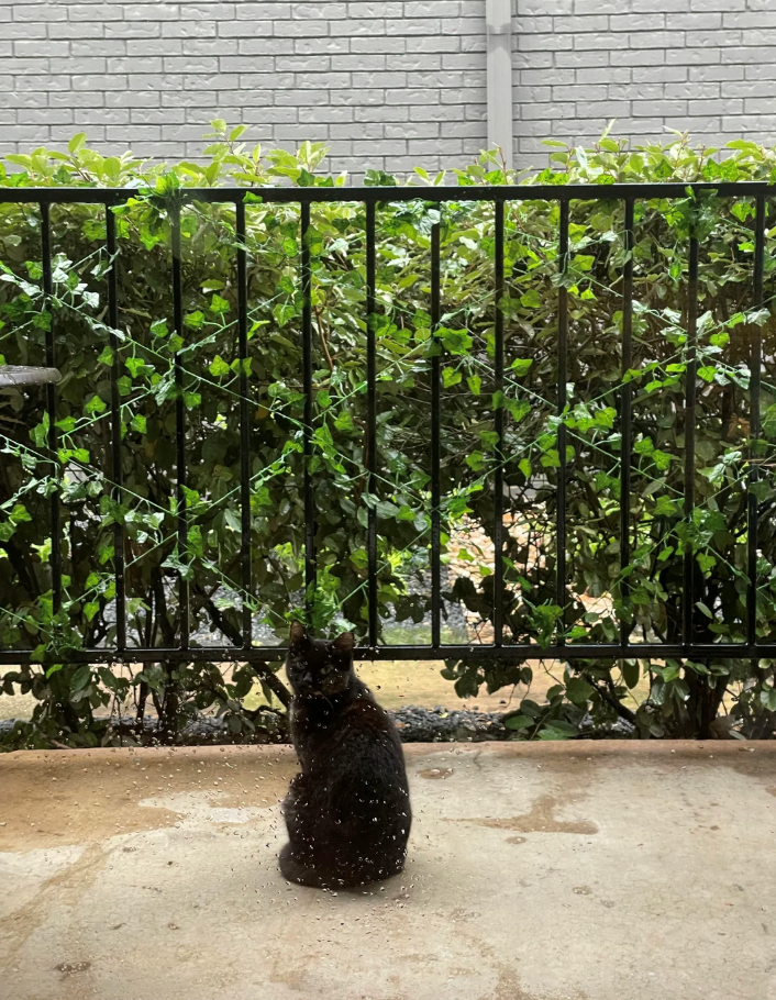 Cheezburger Image 10612427776