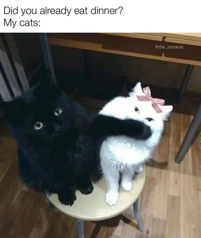Did you already eat dinner? My cats: @the_pizzacat