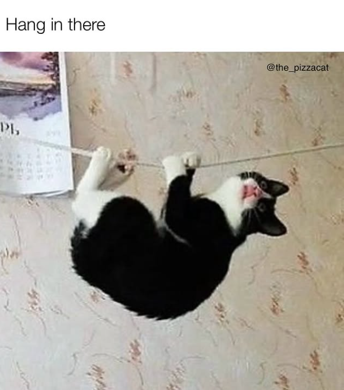 Hang in there Pb 4280 HERK @the_pizzacat