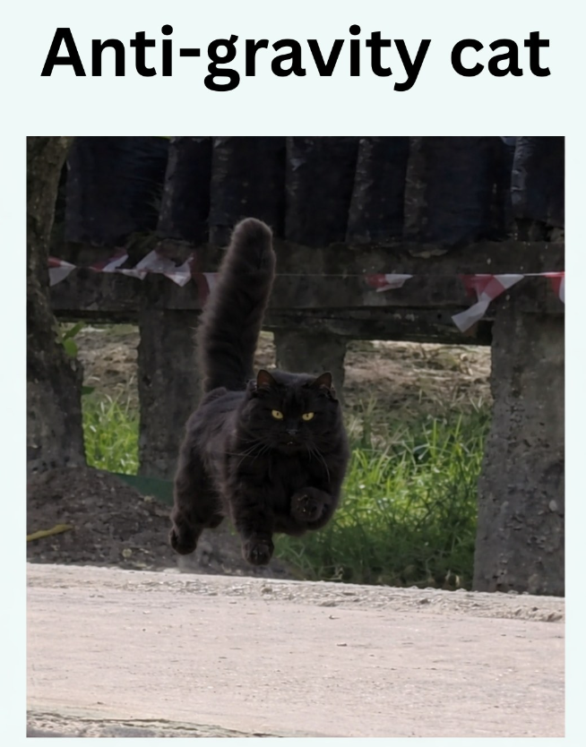Anti-gravity cat
