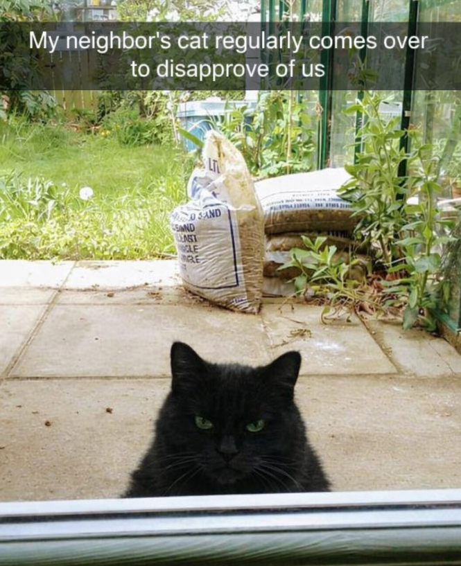 My neighbor's cat regularly comes over to disapprove of us SAND SAND EAST CLE RE