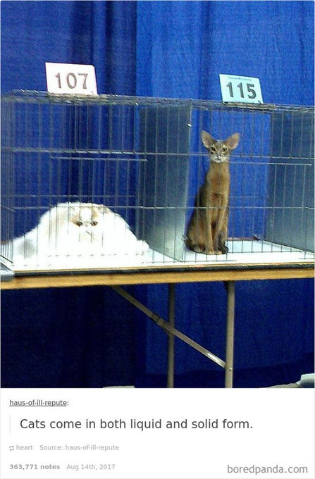 107 115 haus-of-ill-repute: Cats come in both liquid and solid form. heart Source: haus-of-ill-repute 363,771 notes Aug 14th, 2017 boredpanda.com