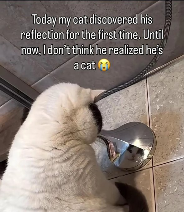 Today my cat discovered his reflection for the first time. Until now, I don't think he realized he's a cat