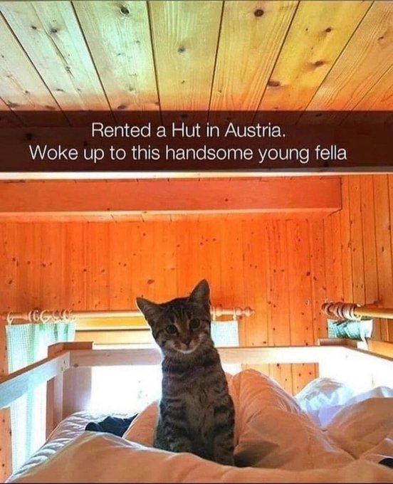 Rented a Hut in Austria. Woke up to this handsome young fella