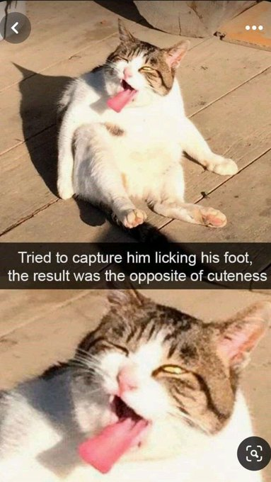 < Tried to capture him licking his foot, the result was the opposite of cuteness