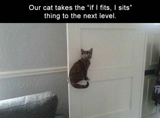 Our cat takes the "if I fits, I sits" thing to the next level.