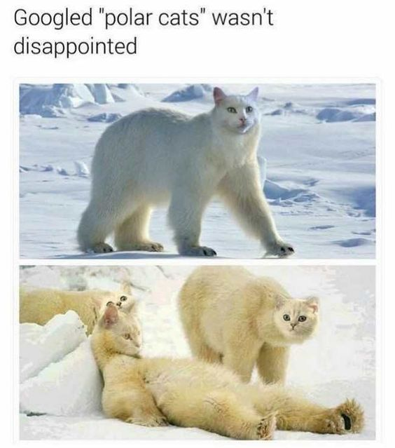 Googled "polar cats" wasn't disappointed