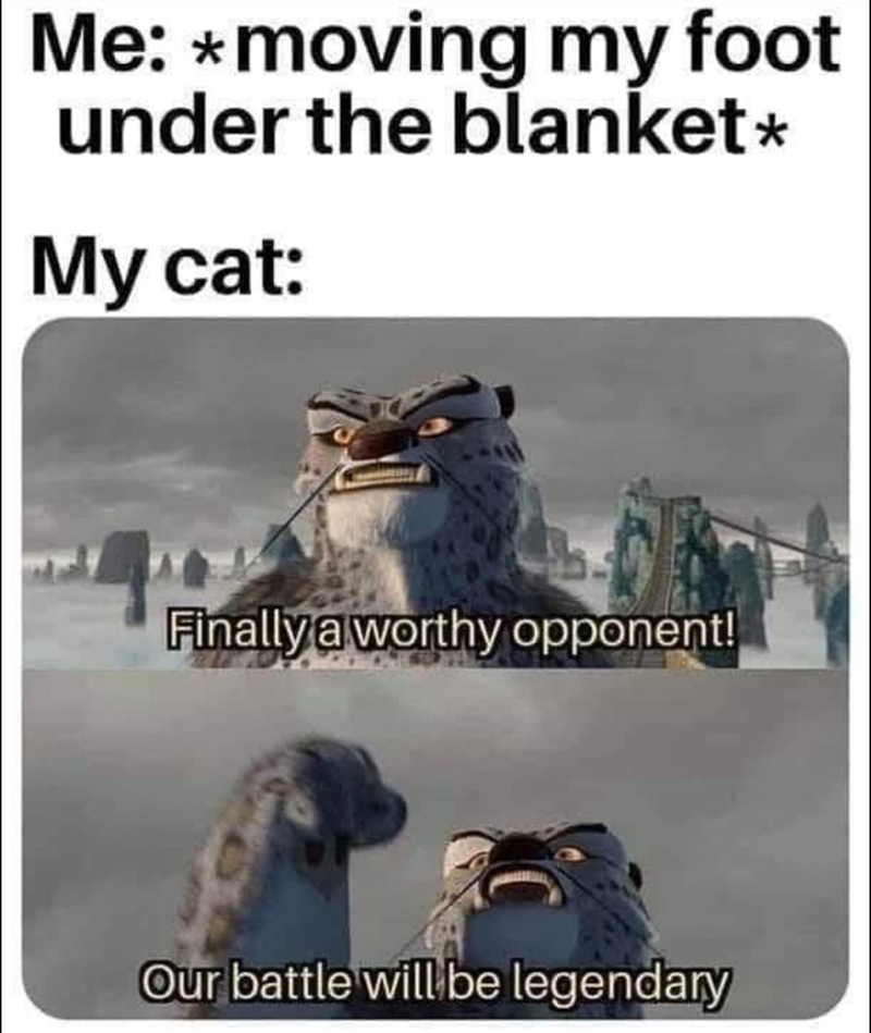 Me: *moving my foot under the blanket* My cat: Finally a worthy opponent! Our battle will be legendary