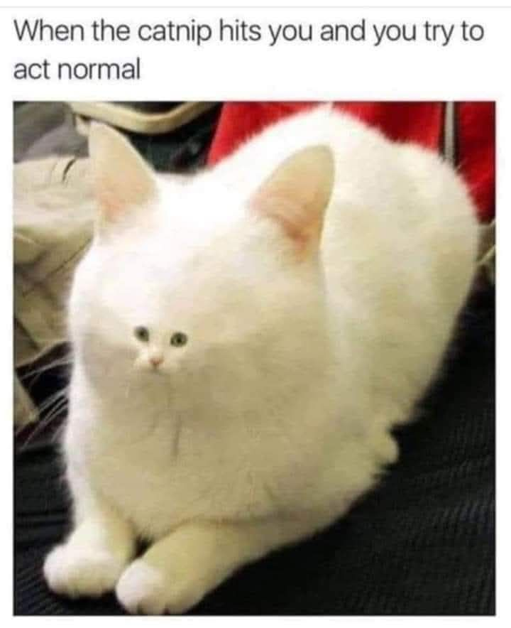 When the catnip hits you and you try to act normal