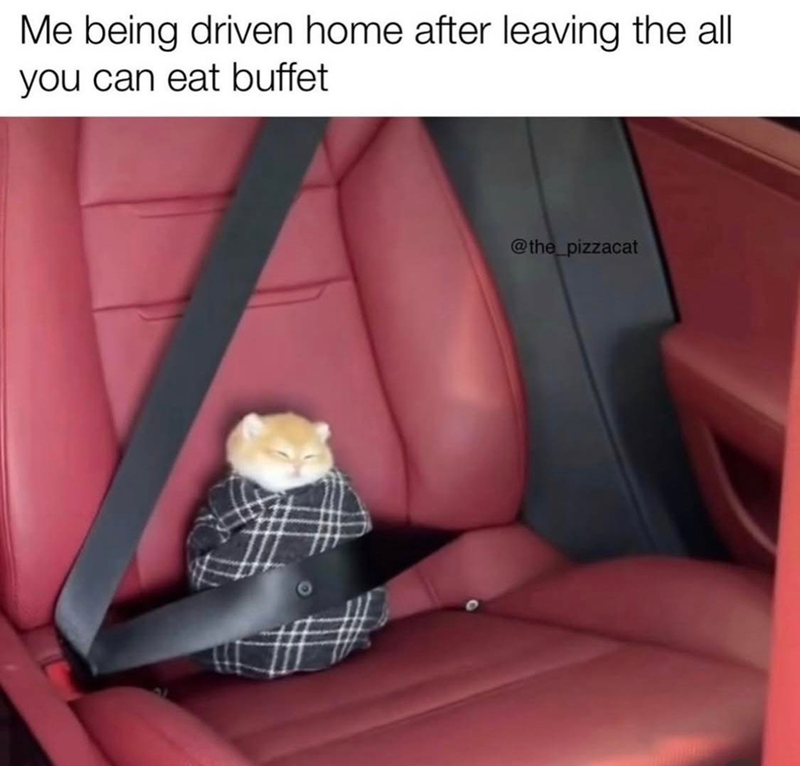 Me being driven home after leaving the all you can eat buffet @the_pizzacat