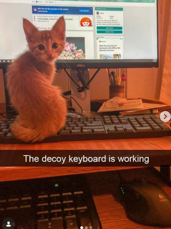 DELL Meet the hub for The decoy keyboard is working