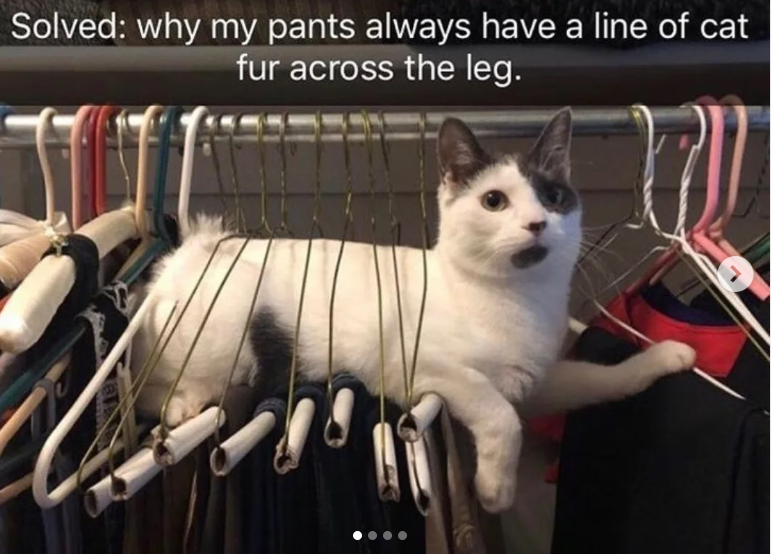 Solved: why my pants always have a line of cat fur across the leg.