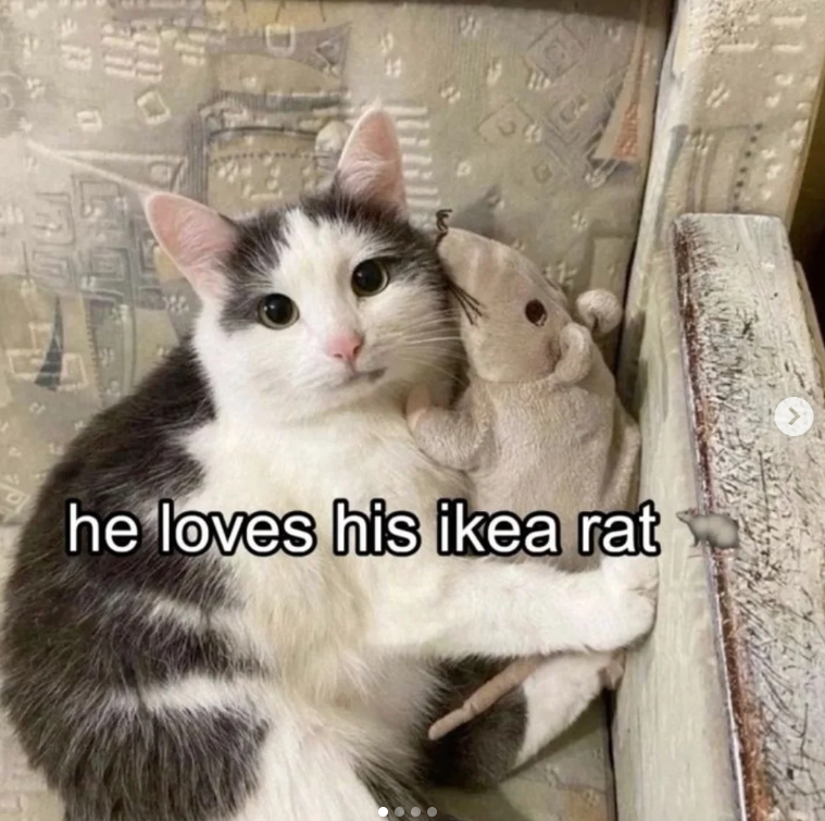 an he loves his ikea rat