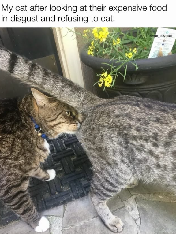 My cat after looking at their expensive food in disgust and refusing to eat. @the_pizzacat