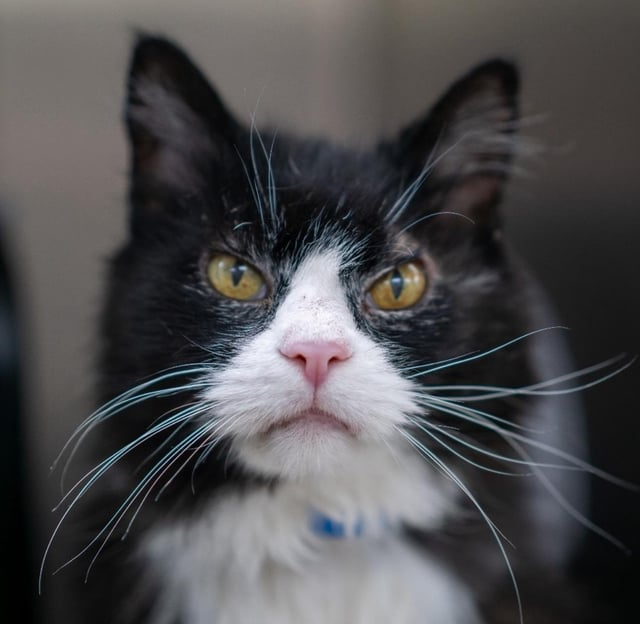 Cheezburger Image 10612461824