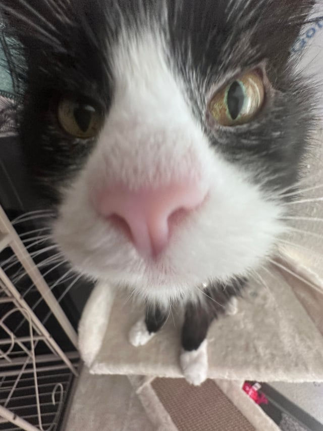 Cheezburger Image 10612462336