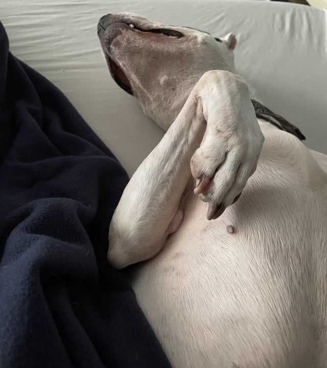 Cheezburger Image 10612474112