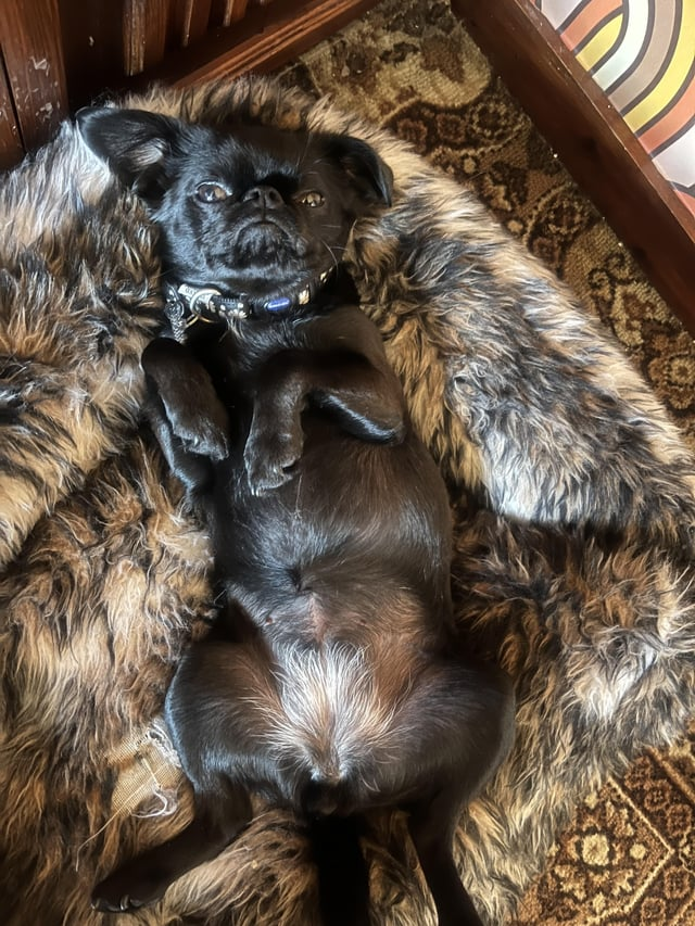 Cheezburger Image 10612474880