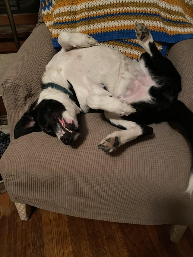 Cheezburger Image 10612475136