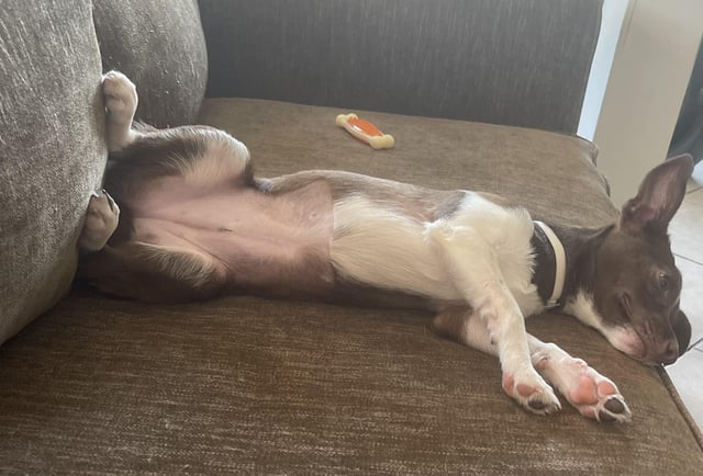 Cheezburger Image 10612476160