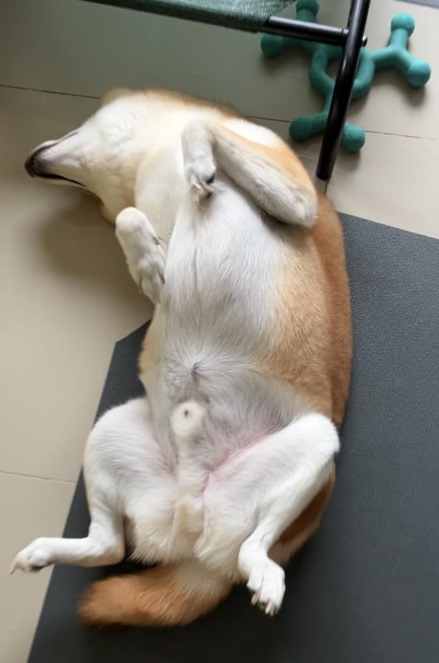 Cheezburger Image 10612476928