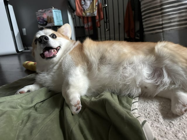 Cheezburger Image 10612477952