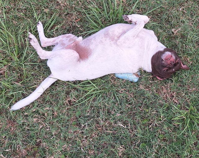 Cheezburger Image 10612478208