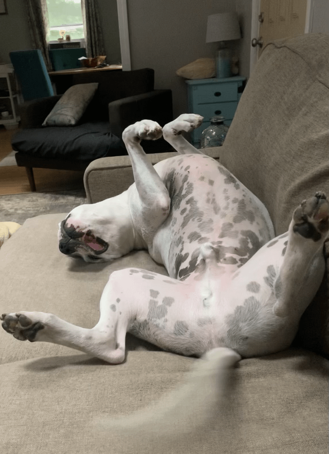 Cheezburger Image 10612479232