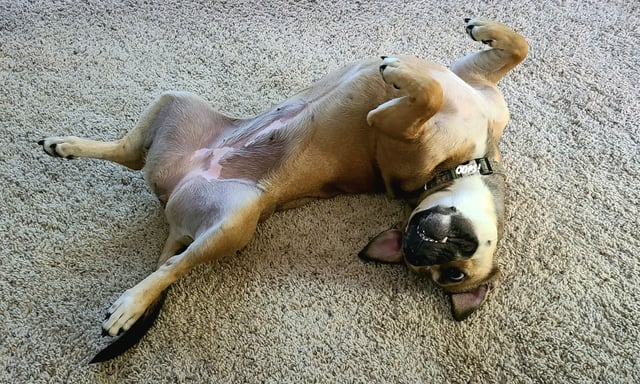 Cheezburger Image 10612479488