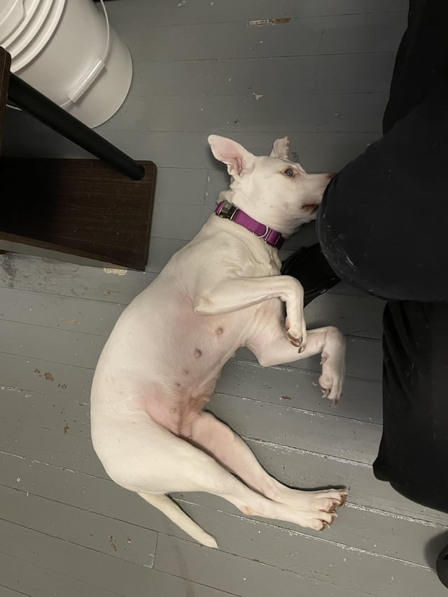 Cheezburger Image 10612479744