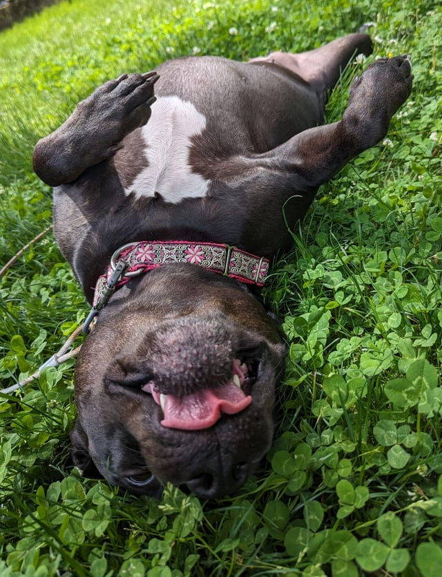 Cheezburger Image 10612480000